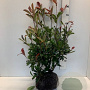 Photinia fraseri 'Red Robin' 60-80 cm met kluit