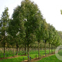 Fraxinus americana 30-35 HO draadkluit 250 cm stam