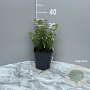 Fuchsia magellanica molinae GM 2,0L
