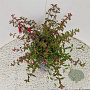 Fuchsia 'Riccartonii' 30-35 cm 2,5L