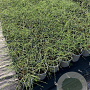 Genista lydia 30-40 cm 2,0L