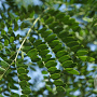 Gleditsia triac. 'Draves' 20-25 HO draadkluit 250 cm stam