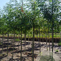 Gleditsia triac. Street Keeper 20-25 HO draadkluit 250 cm stam