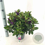 Hebe Hebedonna Alexa 20-25 cm 2,0L