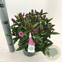 Hebe Hebedonna Nikka 20-25 cm 2,0L