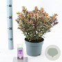 Hebe 'Tricolor' 20-25 cm 2,0L
