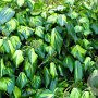 Hedera colchica 'Sulphur Heart' 70 cm C1.5 met stok