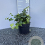 Hedera hib. 'Arbori Compact' 20-25 cm 2,0L