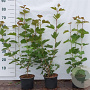Viburnum opulus 60-80 cm 2,0L