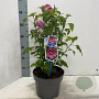 Hibiscus syr. Flower Tower Ruby 60-70 cm 5,0L