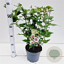 Hibiscus syr. 'Hamabo' 40-50 cm 3,0L