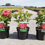 Hydrangea m. 'Alpenglühen' 25-30 cm 3,5L