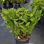 Hydrangea m. 'Libelle' 40-50 cm 10L