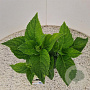 Hydrangea m. 'Little White' 25-30 cm 2,5L