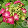 Hydrangea m. 'Rotkehlchen' 40-50 cm 10L