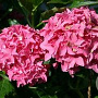 Hydrangea m. 'Tovelit' 20-25 cm 3,5L