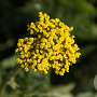 Achillea fil. 'Bishkek Gold' GM P9