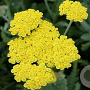 Achillea 'Helios' GM P9