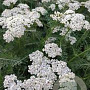 Achillea m. New Vintage White GM P9