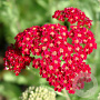 Achillea 'Petra' GM P9