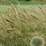 Achnatherum calamagrostis 'Lemperg' GM P9