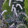 Actaea racemosa 'Queen of Sheba' GM P9