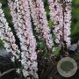 Actaea simp. 'Pink Spike' GM P9