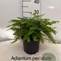 Adiantum pedatum 'Imbricatum' 20-25 cm 2,0L