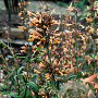 Agastache barberi 'Tangerine Dream' GM P9