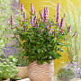 Agastache Beelicious Pink GM P9