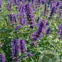 Agastache 'Serpentine' GM P9