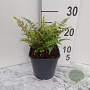 Athyrium niponicum pictum GM 2,0L