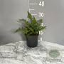 Dryopteris affinis GM 2,0L