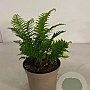 Dryopteris af. 'Crispa' GM 2,0L