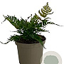 Dryopteris erythrosora GM 2,0L