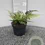Dryopteris erythrosora prolifica GM 2,0L