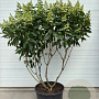 Hydrangea pan. Pinky Winky 150-200 cm container