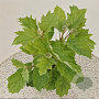 Hydrangea quercifolia 40-45 cm 2,5L