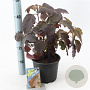 Hydrangea querc. 'Burgundy' 30-40 cm 3,0L