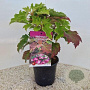 Hydrangea querc. 'Ruby Slippers' 30-40 cm 2,0L
