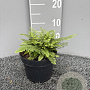 Polystichum set. 'Plumosum' GM 2,0L