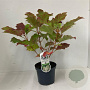 Hydrangea querc. 'Snowflake' 30-40 cm 3,5L