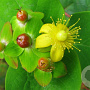 Hypericum androsaemum 30-40 cm 2,0L