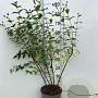 Hypericum 'Hidcote' 60-80 cm 5,0L
