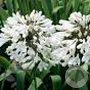 Agapanthus afr. 'Albus' GM P9