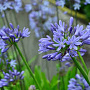 Agapanthus 'Blue Umbrella' GM P9