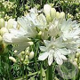 Agapanthus Double Diamond GM P9