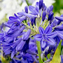 Agapanthus Flower of Love GM P9