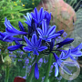 Agapanthus 'Navy Blue' GM P9