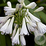 Agapanthus 'Silver Lining' GM P9